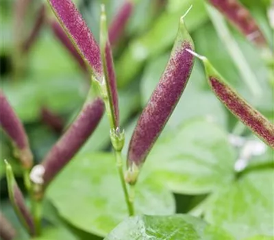 Lathyrus vernus Lathyrus vernus