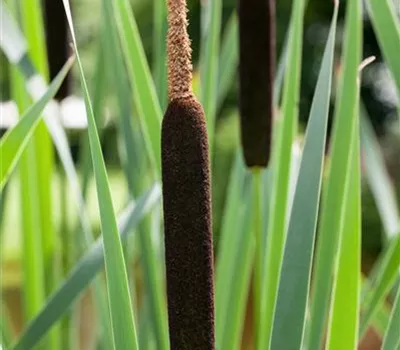 Typha angustifolia