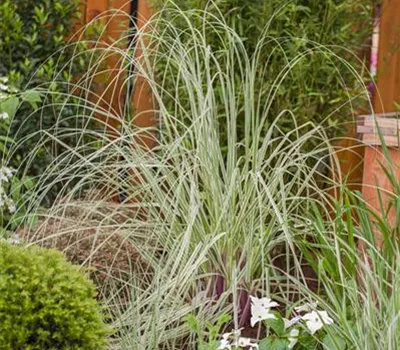 Cortaderia selloana 'Silver Comet' Cortaderia selloana 'Silver Comet'