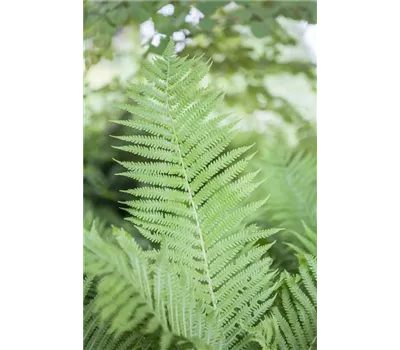 Athyrium filix-femina Athyrium filix-femina