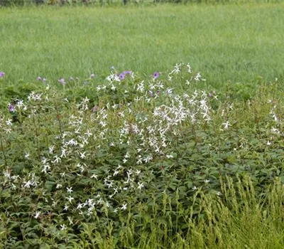 Gillenia trifoliata Gillenia trifoliata