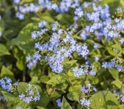 Brunnera macrophylla Brunnera macrophylla