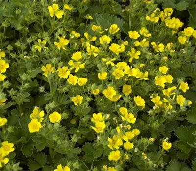 Potentilla crantzii