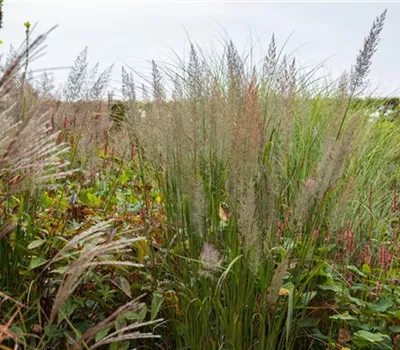 Calamagrostis brachytricha Calamagrostis brachytricha
