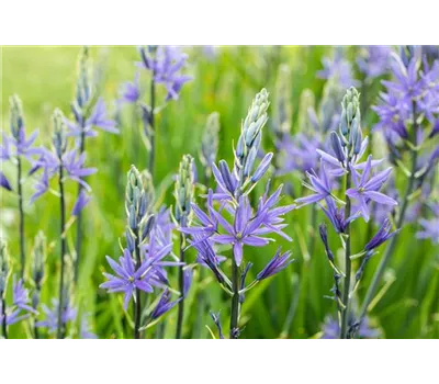 Camassia quamash Camassia quamash