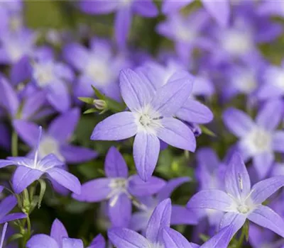Campanula garganica Campanula garganica