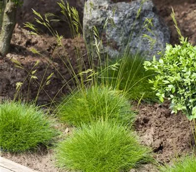 Festuca gautieri 'Pic Carlit' Festuca gautieri 'Pic Carlit'
