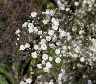 Gypsophila paniculata 'Bristol Fairy' Gypsophila paniculata 'Bristol Fairy'