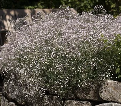 Gypsophila paniculata 'Pink Festival' Gypsophila paniculata 'Pink Festival'