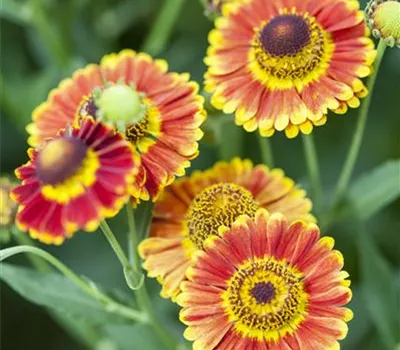 Helenium Hybr.'Fuego' Helenium Hybr.'Fuego'