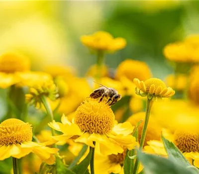 Helenium Hybr.'Kugelsonne' Helenium Hybr.'Kugelsonne'