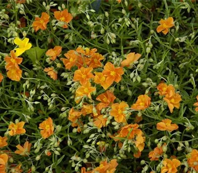 Helianthemum Hybr.'Bronzeteppich' Helianthemum Hybr.'Bronzeteppich'