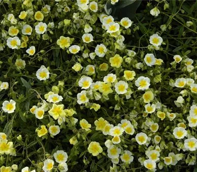 Helianthemum Hybr.'Elfenbeinglanz' Helianthemum Hybr.'Elfenbeinglanz'