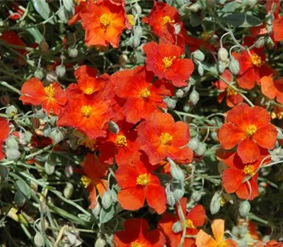 Helianthemum Hybr.'Fire Dragon' Helianthemum Hybr.'Fire Dragon'