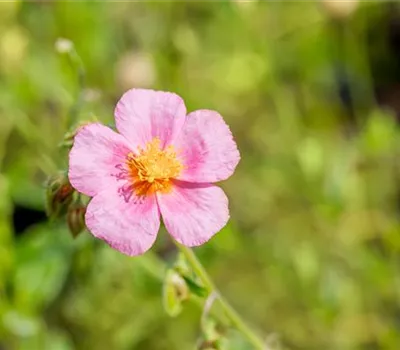 Helianthemum Hybr.'Lawrensons Pink' Helianthemum Hybr.'Lawrensons Pink'