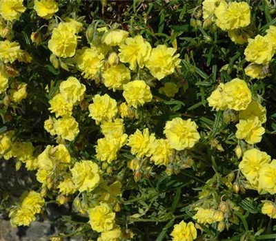 Helianthemum Hybr.'Sulphureum Plenum' Helianthemum Hybr.'Sulphureum Plenum'