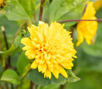 Helianthus decapetalus 'Soleil d'Or' Helianthus decapetalus 'Soleil d'Or'
