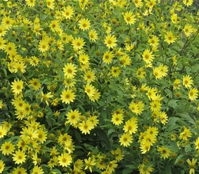 Helianthus microcephalus 'Lemon Queen' Helianthus microcephalus 'Lemon Queen'