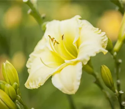 Hemerocallis Hybr.'Ice Carnival' Hemerocallis Hybr.'Ice Carnival'