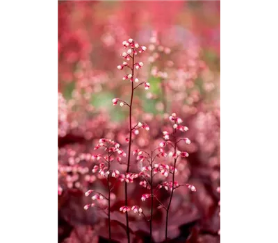 Heuchera Hybr.'Fire Chief' -R- Heuchera Hybr.'Fire Chief' -R-