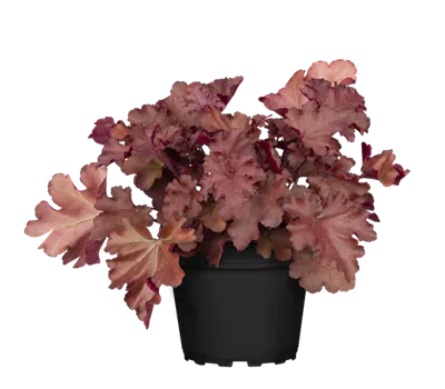 Heuchera Hybr.'Forever Red' -R- Heuchera Hybr.'Forever Red' -R-