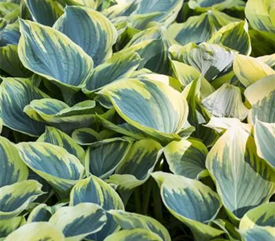Hosta fortunei 'Aureomarginata' Hosta fortunei 'Aureomarginata'
