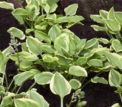 Hosta fortunei 'Golden Tiara' Hosta fortunei 'Golden Tiara'