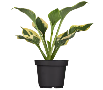 Hosta Hybr.'Autumn Frost' Hosta Hybr.'Autumn Frost'