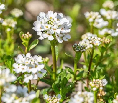 Iberis sempervirens 'Alexander's White' Iberis sempervirens 'Alexander's White'