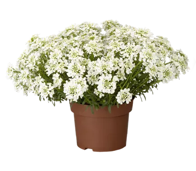 Iberis sempervirens 'Snowsurfer' Iberis sempervirens 'Snowsurfer'