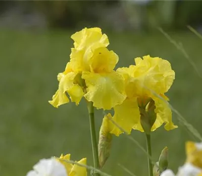 Iris Barb.-Elat.'Berkley Gold' Iris Barb.-Elat.'Berkley Gold'
