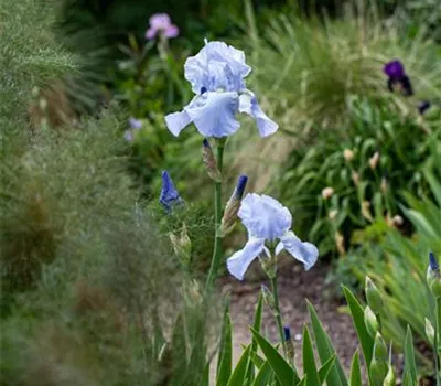 Iris Barb.-Elat.'Empress of India' Iris Barb.-Elat.'Empress of India'