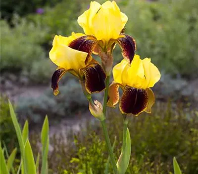 Iris Barb.-Elat.'Flammenschwert' Iris Barb.-Elat.'Flammenschwert'