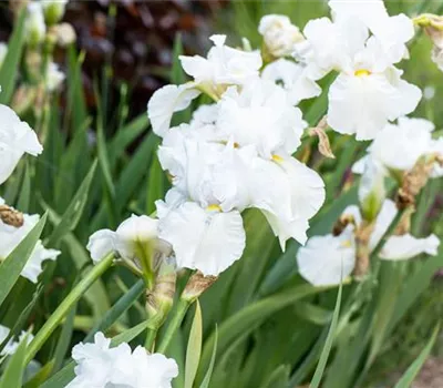 Iris Barb.-Elat.'Immortality' Iris Barb.-Elat.'Immortality'