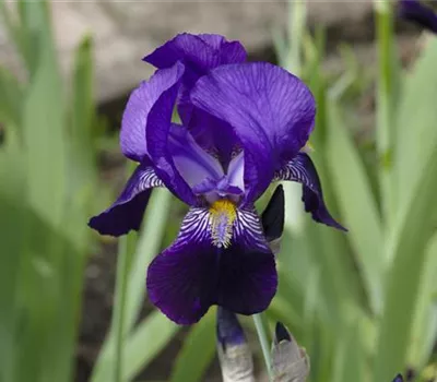 Iris Barb.-Elat.'Matinata' Iris Barb.-Elat.'Matinata'
