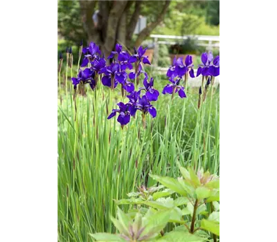 Iris sibirica 'Annick' Iris sibirica 'Annick'