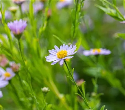 Kalimeris incisa 'Blue Star' Kalimeris incisa 'Blue Star'