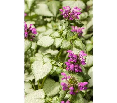 Lamium maculatum 'Red Nancy'