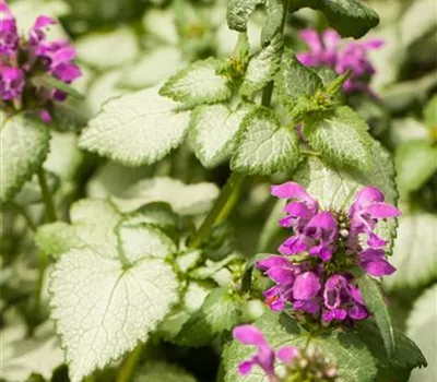 Lamium maculatum 'Red Nancy' Lamium maculatum 'Red Nancy'
