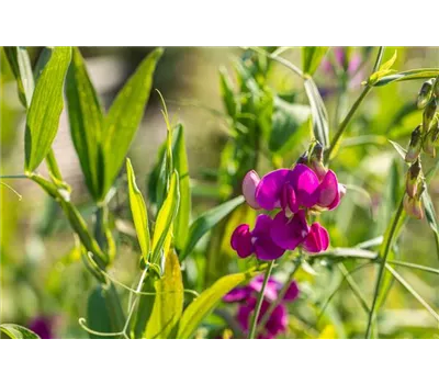 Lathyrus latifolius 'Rote Perle' Lathyrus latifolius 'Rote Perle'
