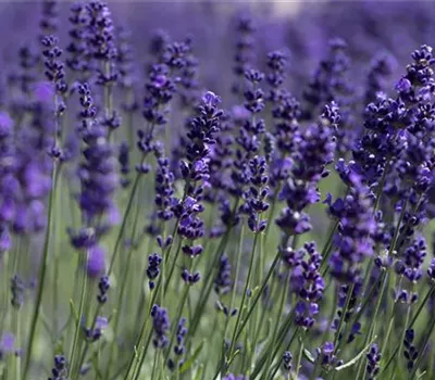 Lavandula angustifolia 'Hidcote Blue kompakt' Lavandula angustifolia 'Hidcote Blue kompakt'