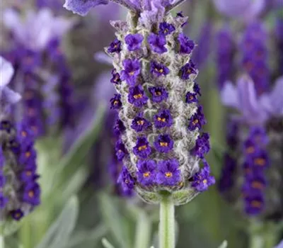 Lavandula stoechas 'Blue Star'
