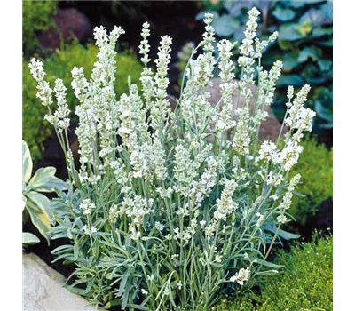 Lavandula angustifolia 'Ellagance Snow' Lavandula angustifolia 'Ellagance Snow'