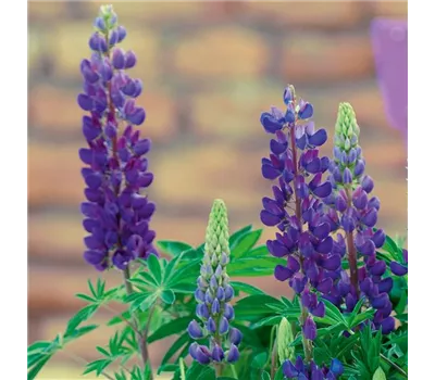Lupinus polyphyllus 'Lupini Blue' Lupinus polyphyllus 'Lupini Blue'