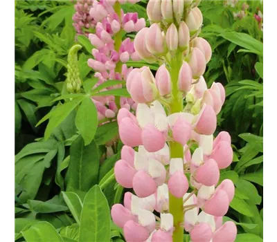 Lupinus polyphyllus 'Lupini Pink' Lupinus polyphyllus 'Lupini Pink'