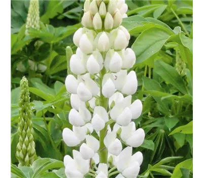 Lupinus polyphyllus 'Lupini White' Lupinus polyphyllus 'Lupini White'