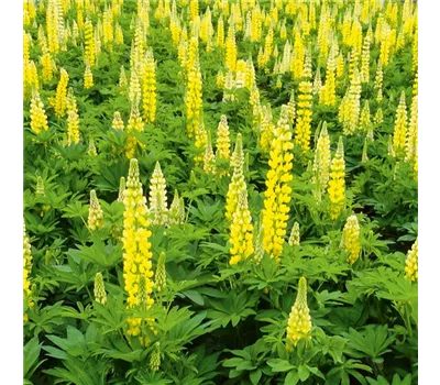 Lupinus polyphyllus 'Lupini Yellow' Lupinus polyphyllus 'Lupini Yellow'