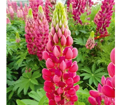 Lupinus polyphyllus 'Lupini Red' Lupinus polyphyllus 'Lupini Red'