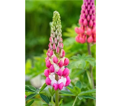 Lupinus Hybr.-Westcountry 'Rachel de Thame' -R- Lupinus Hybr.-Westcountry 'Rachel de Thame' -R-