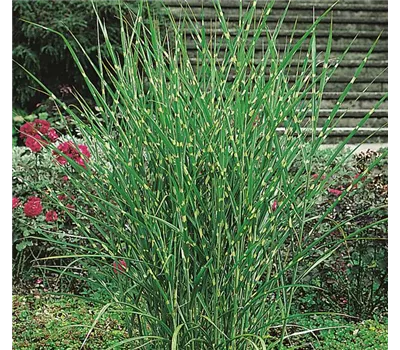 Miscanthus sinensis 'Strictus' Miscanthus sinensis 'Strictus'